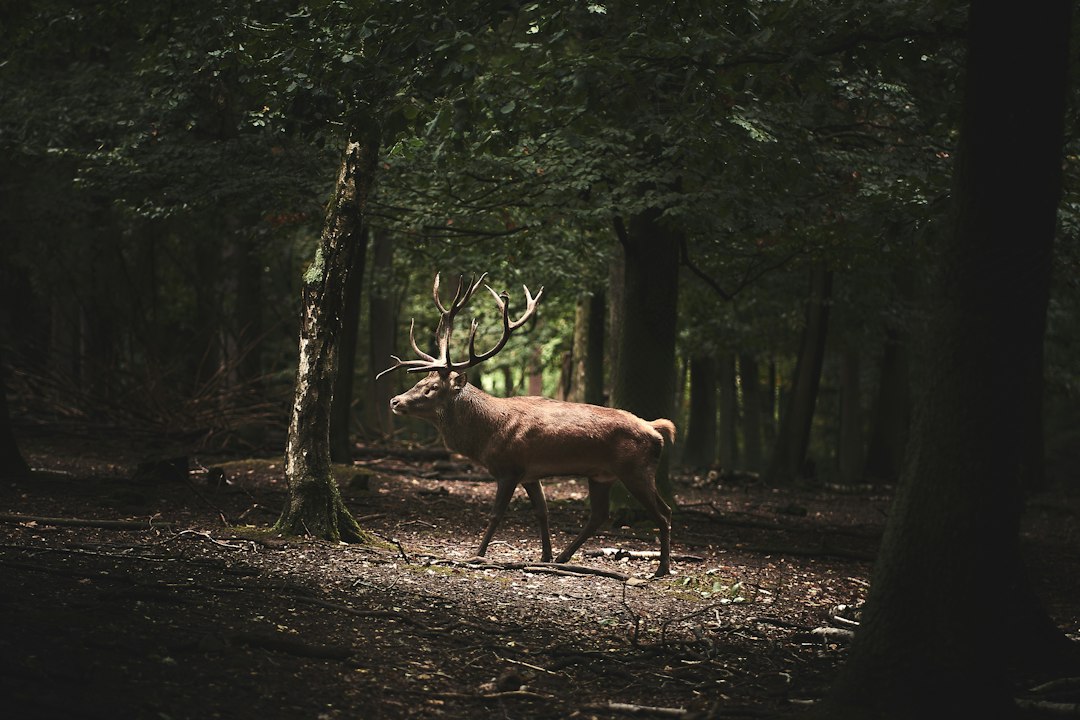 A deer standing in the forest at Kestrel Ridge