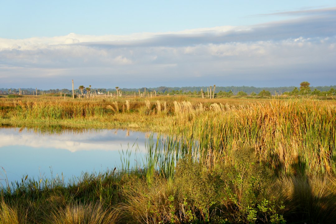 Wetland marsh with still water reflecting the sky